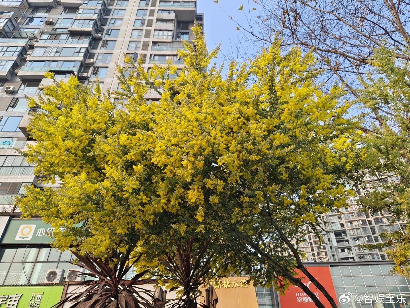 日照花开四季春，柳青柳黄皆为景。 