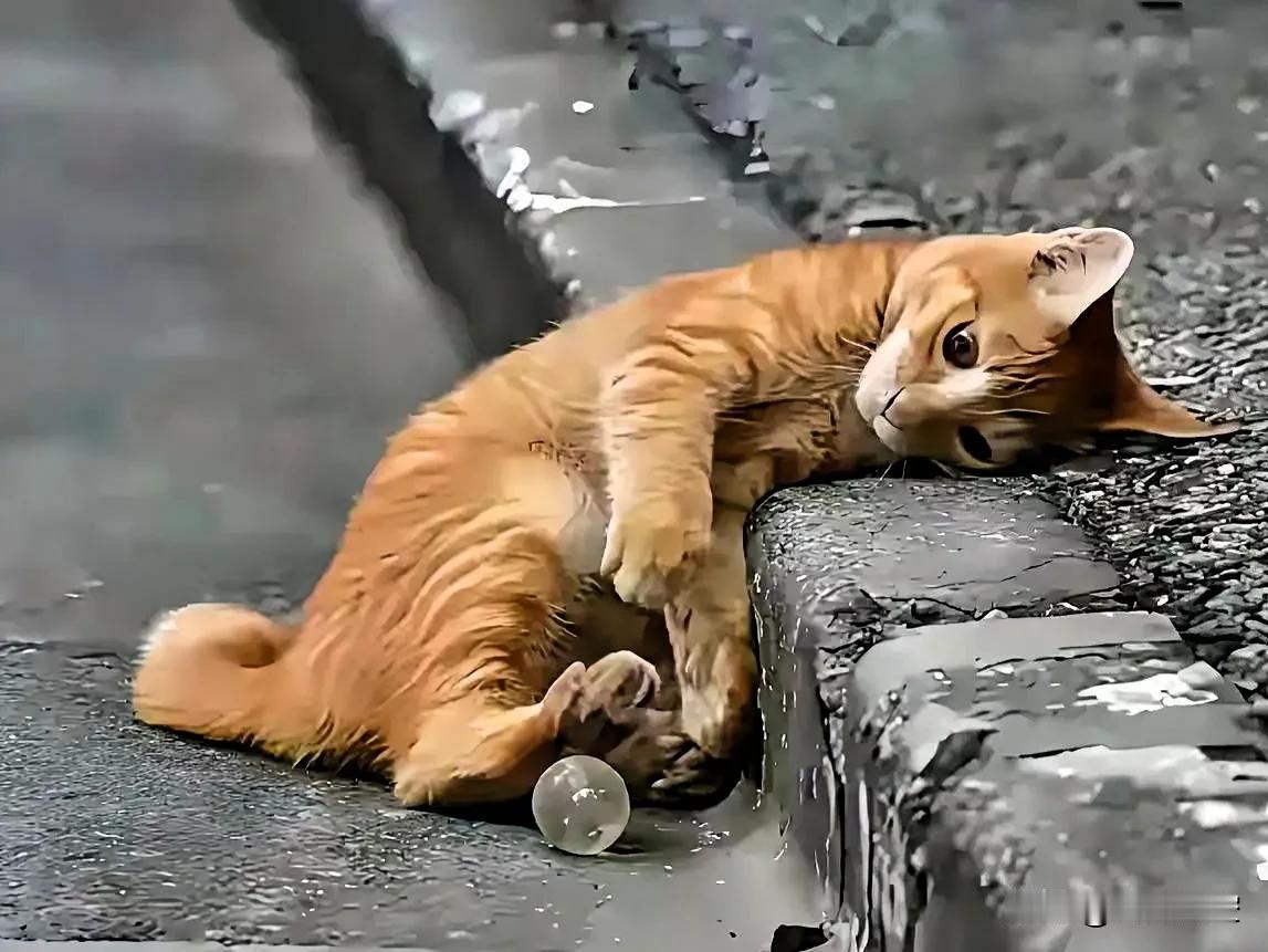 傍晚的时候，我在路边看见一只流浪小猫，那样子真让人心里不好受。
 
听旁边的人说