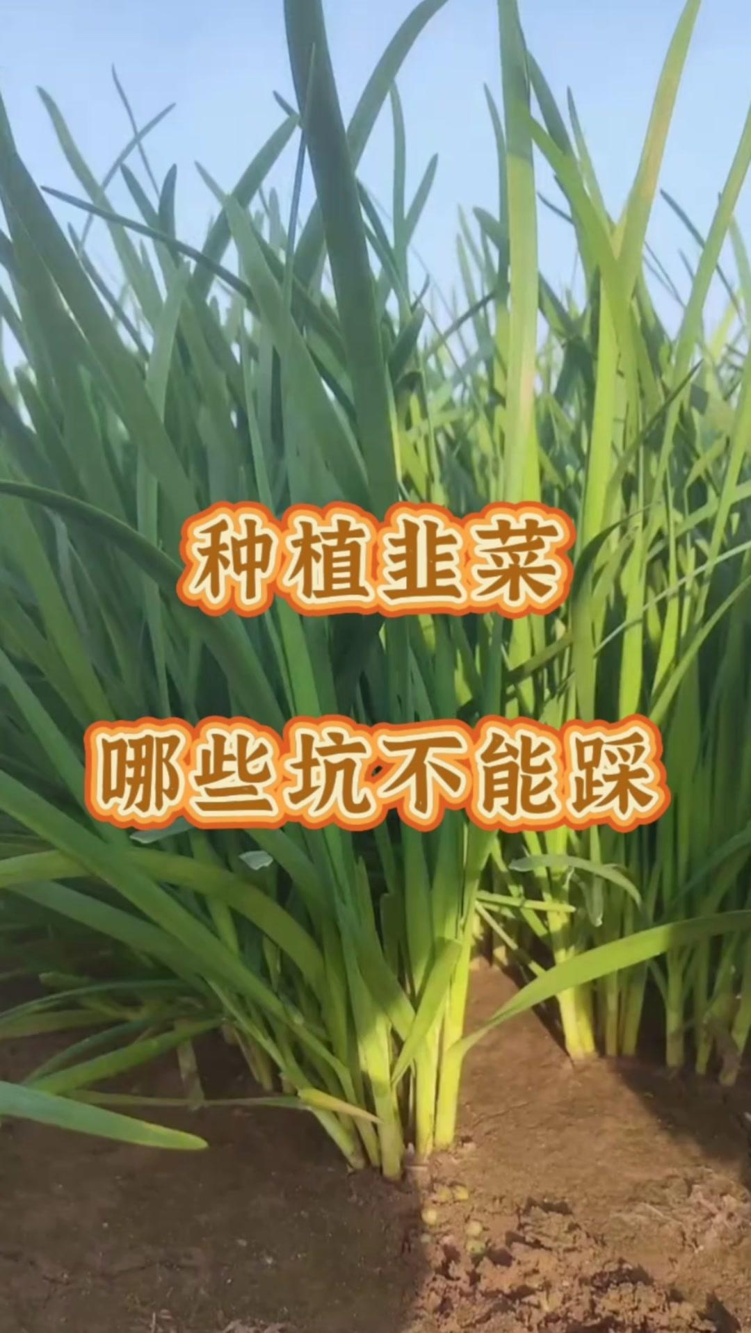 1️⃣种子选择
不当使用陈旧或质量差的种子，造成发芽率低，出苗后长势差。
2️⃣