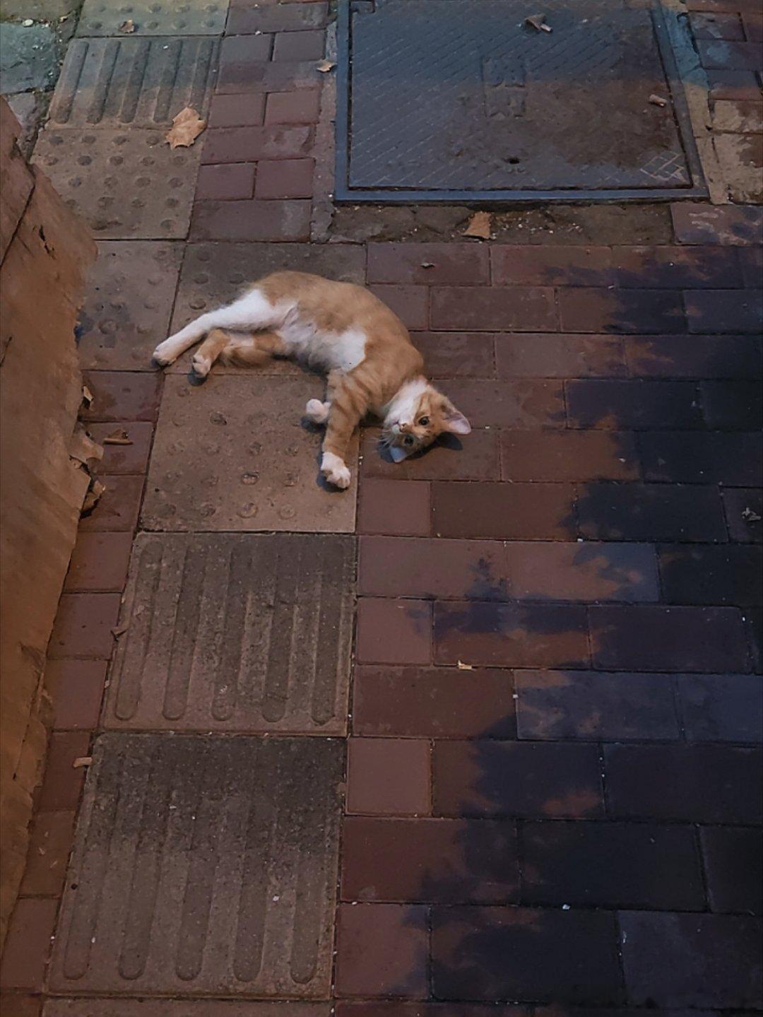 小猫 你不要在我回家的路上卖萌 我真的会一直盯着你看 
