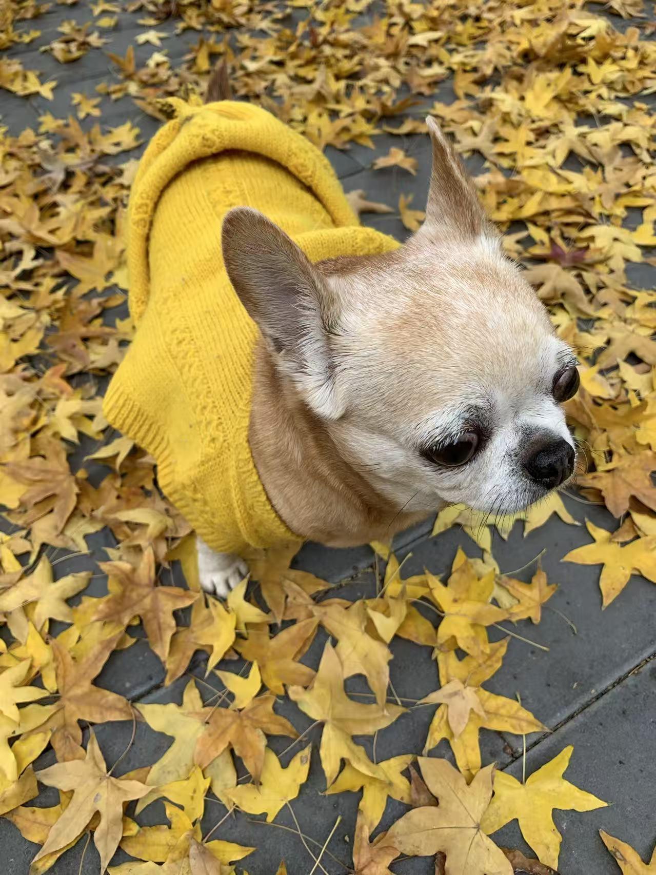 金色的北京午后，名叫Mary的小吉娃娃裹着金灿灿的衣裳，在落叶铺就的金色地毯上蹦