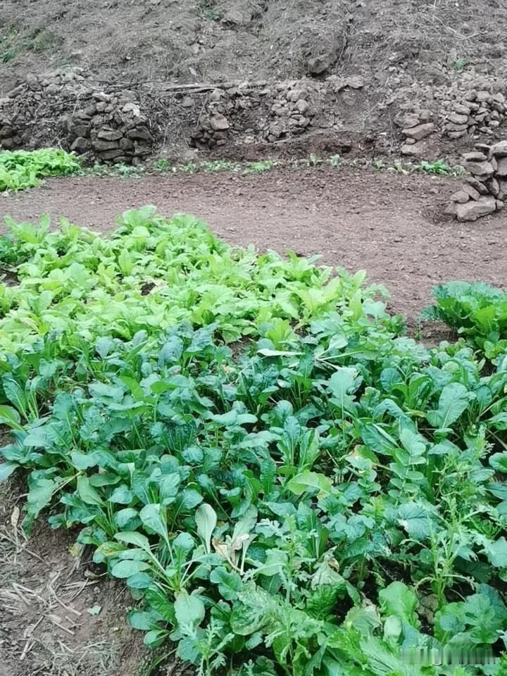 种的菜终于出成果了，太有成就感。