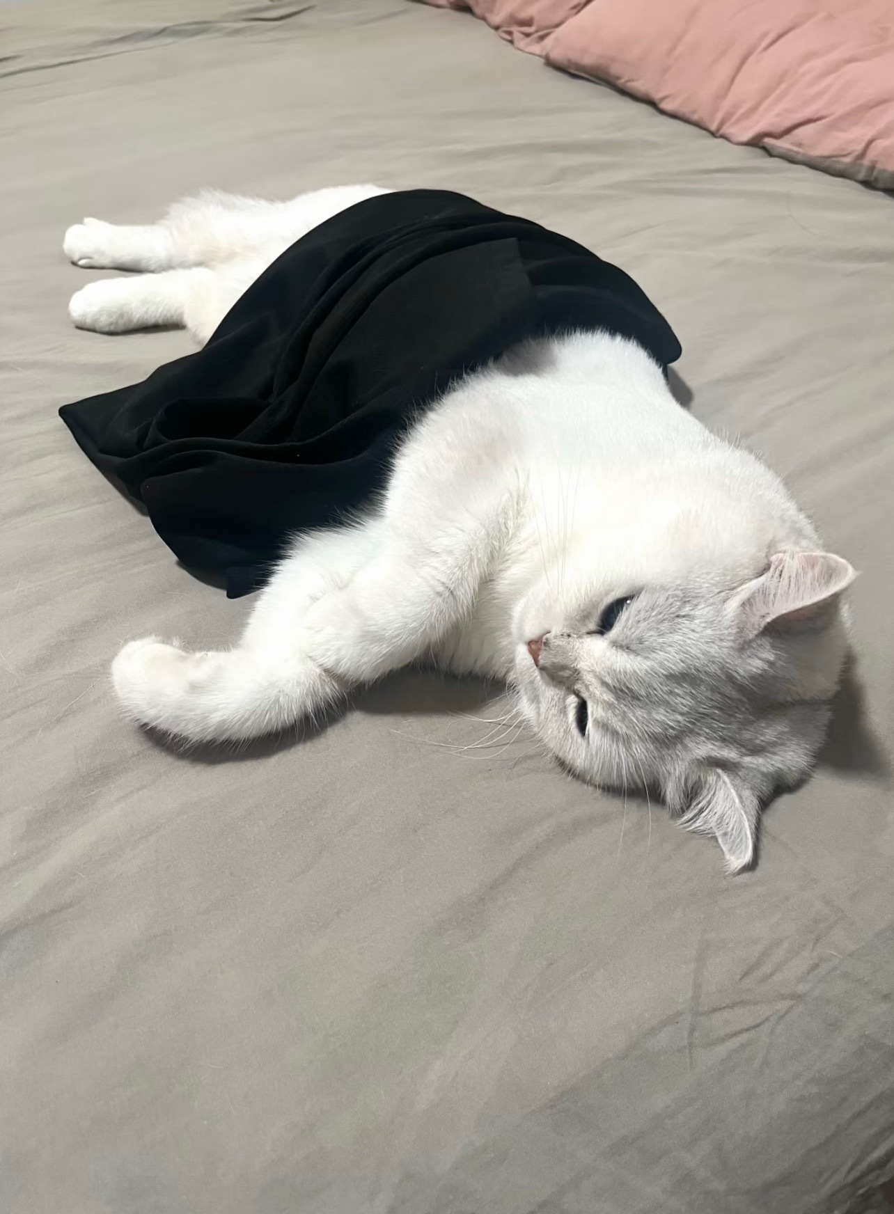 猫咪知道盖被后要把手放外面小猫睡觉也要盖住肚肚 ​​​