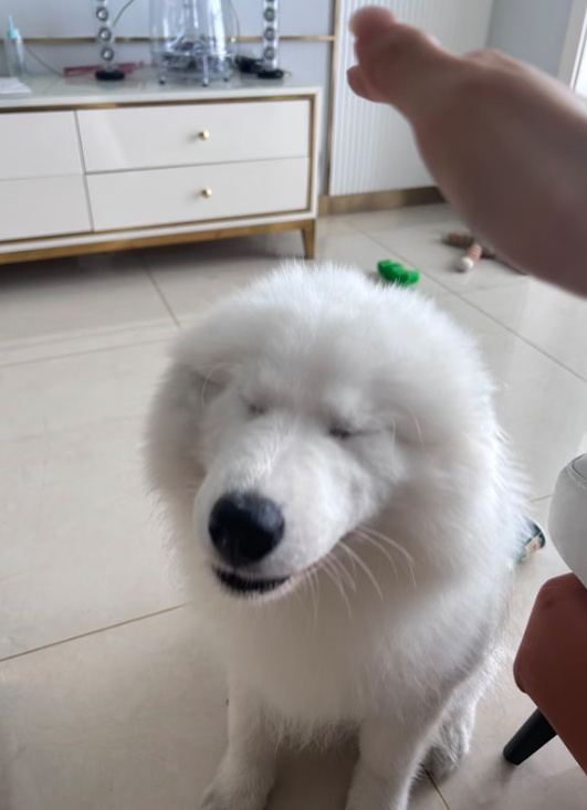 老狼被罚belike：在巴掌落下之前就已变成海豹模样