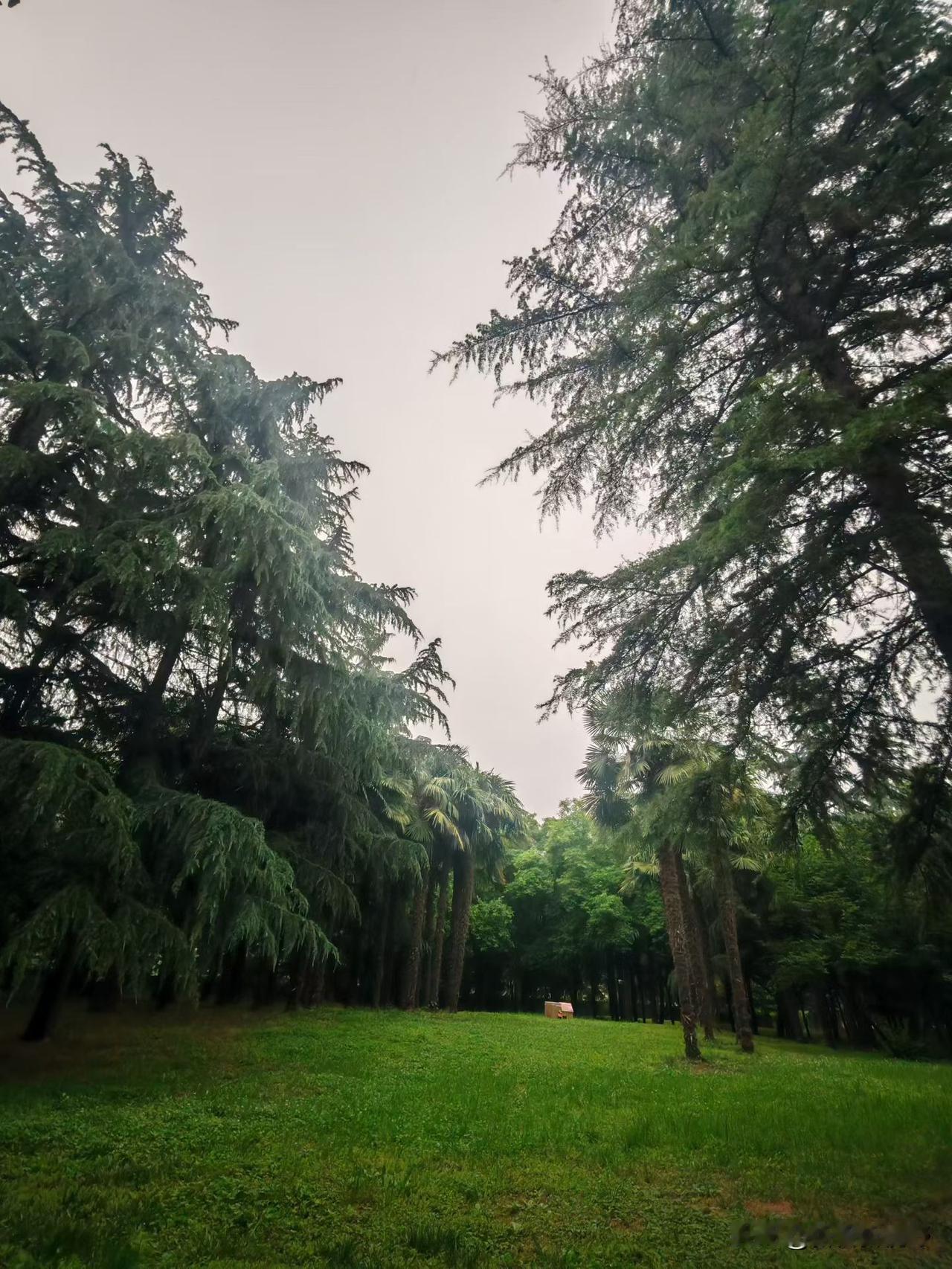 雨后森林的清新气息，绿意盎然，仿佛置身于大自然的怀抱。