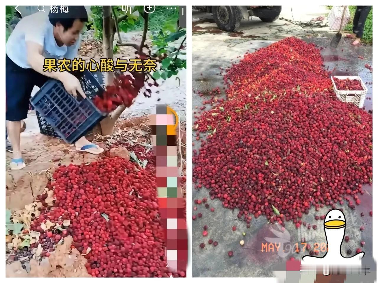 福建漳州的杨梅泡药事件现在已经开始反噬了，经销商卖不出去，没人收购，果农手里的杨