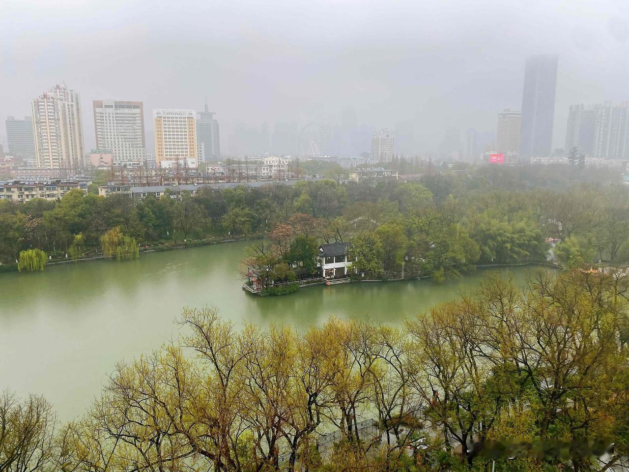 雨中的包河，
像浮在水上的梦。
那水边的老梨树，
开得像落了一树的雪，
白的清透