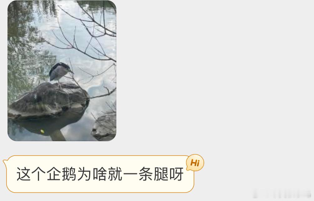 #鸟粉投稿# 缩着脚脚的【夜鹭】另外一只腿藏翅膀下面了，可以减少热量流失是个大聪