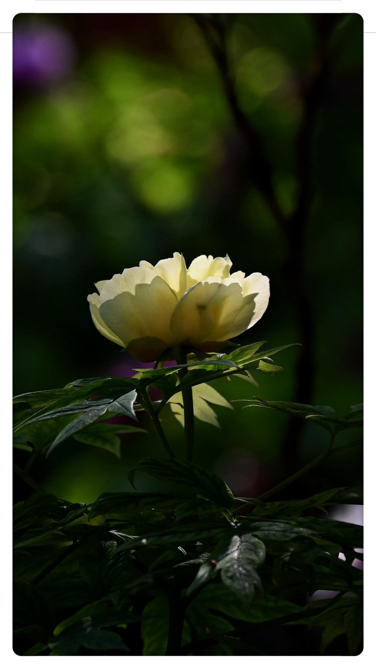 独秀，牡丹花