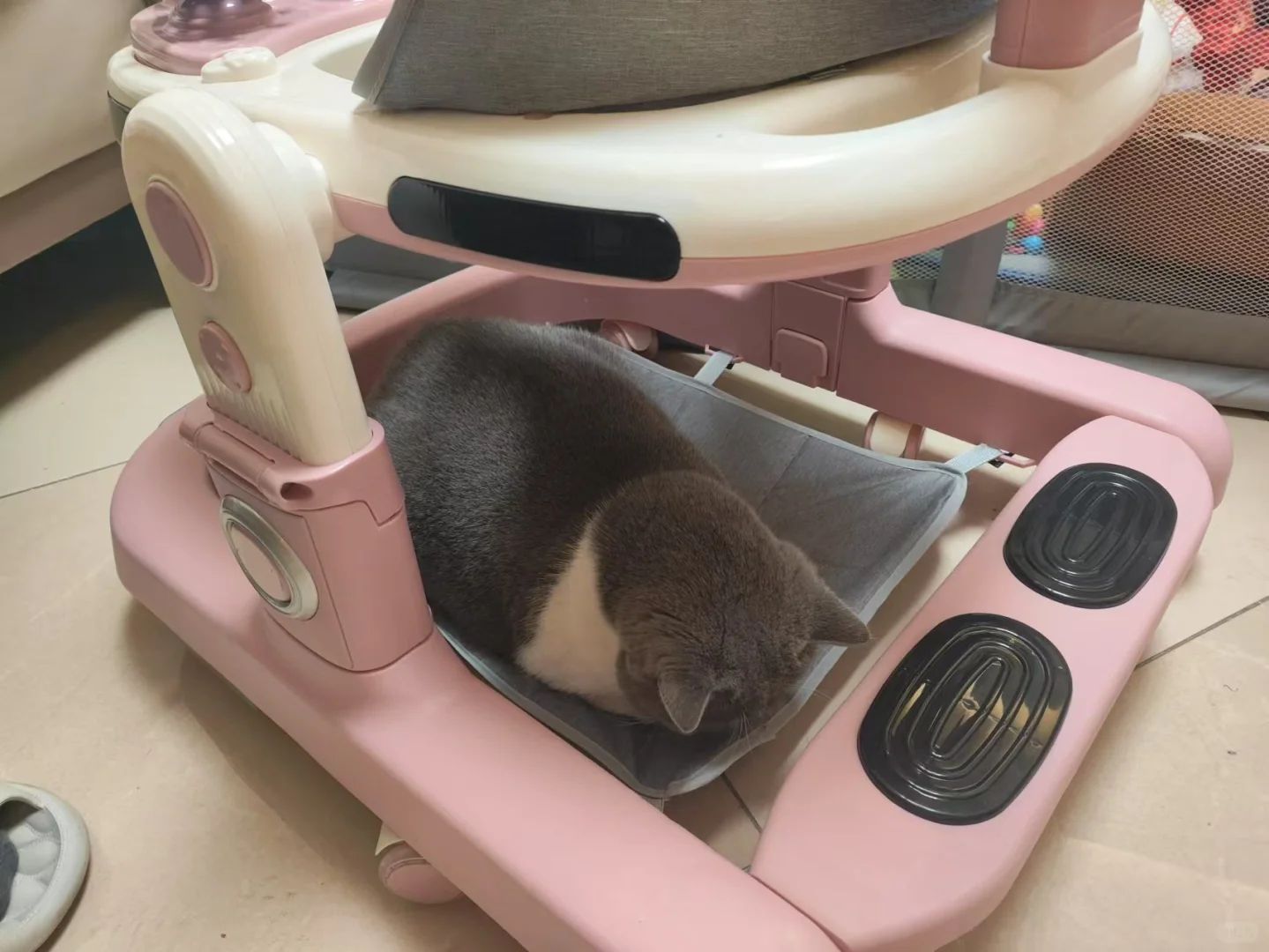 猫睡了宝宝的学步车怎么办？