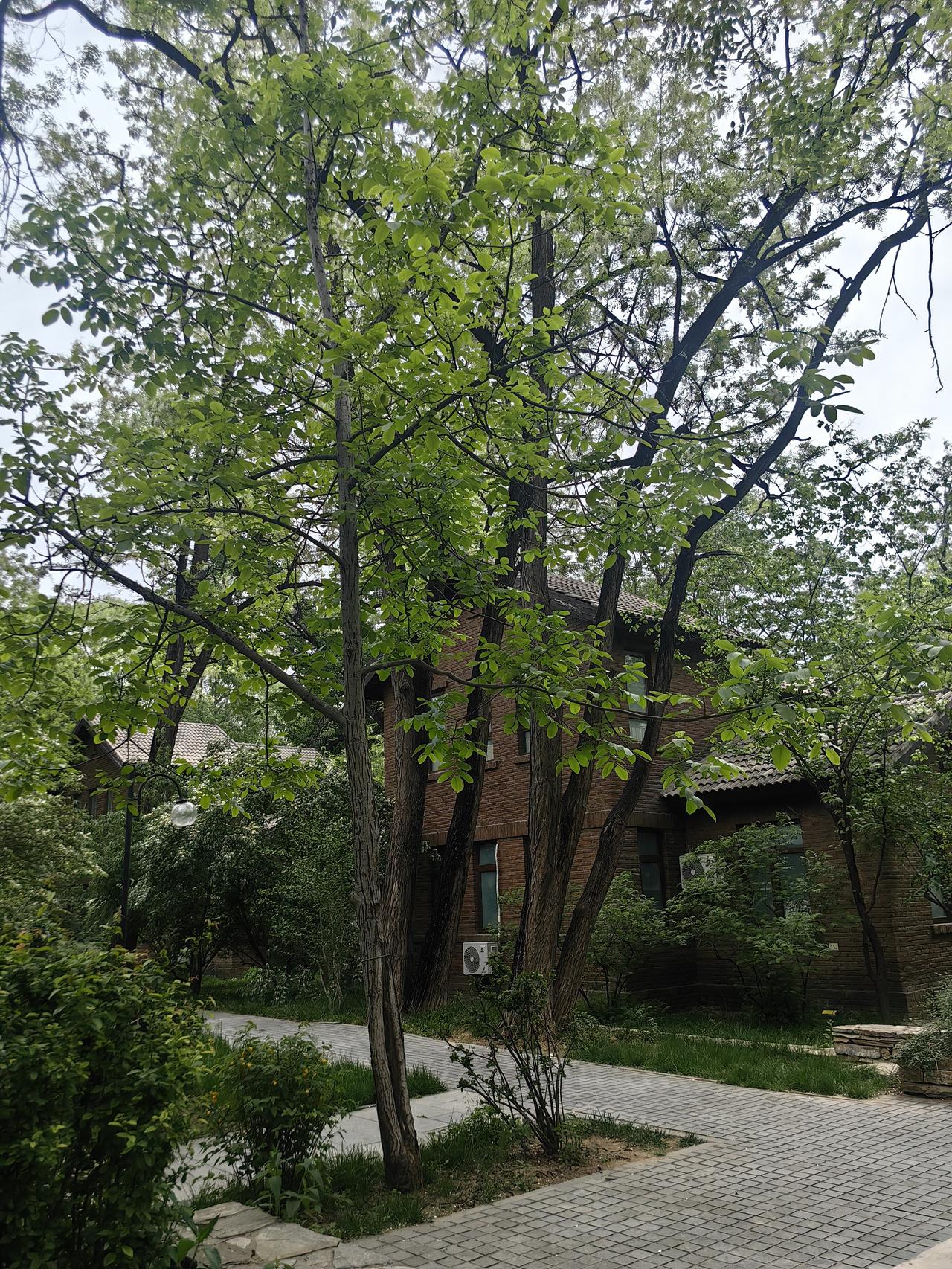  胜因院：清华红砖里的大师岁月
 —— 拍摄于2026.4.26
红砖老建筑 清