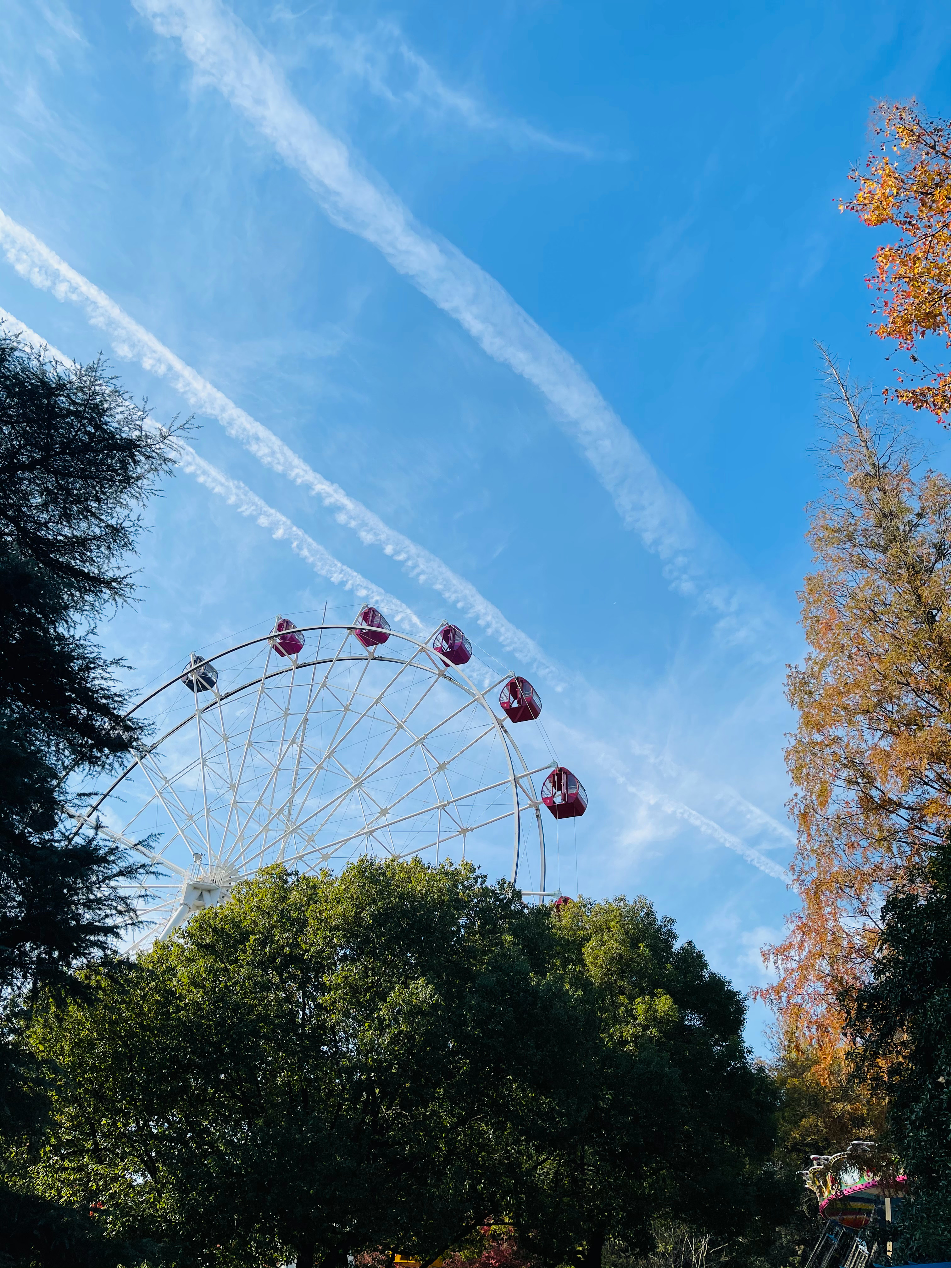 天空很美。遇见来秋游的中学生很喜感。睡在落叶堆上的小老虎沾上了红叶。睡在天猫通道