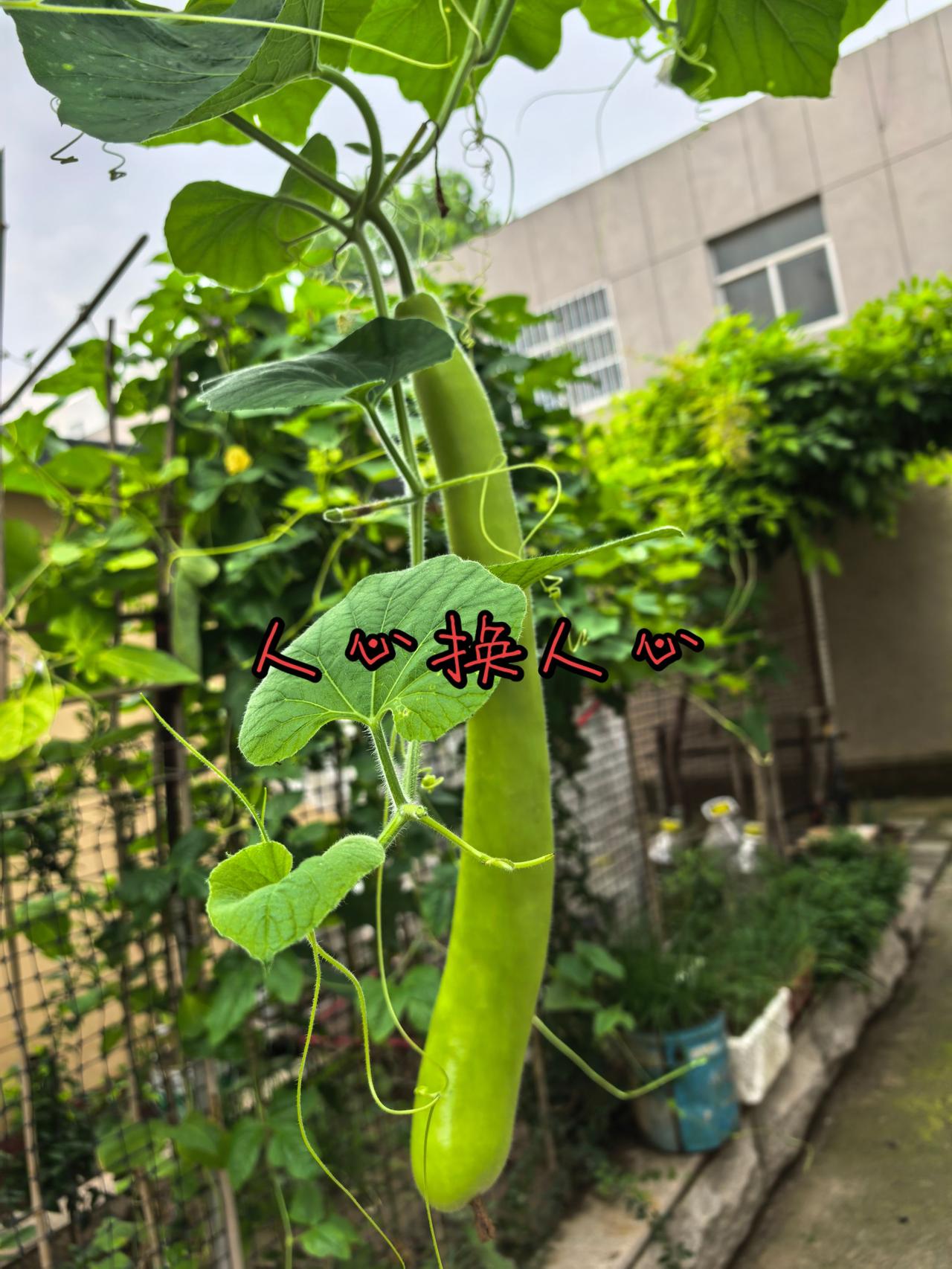 做人守本心，待人凭良心