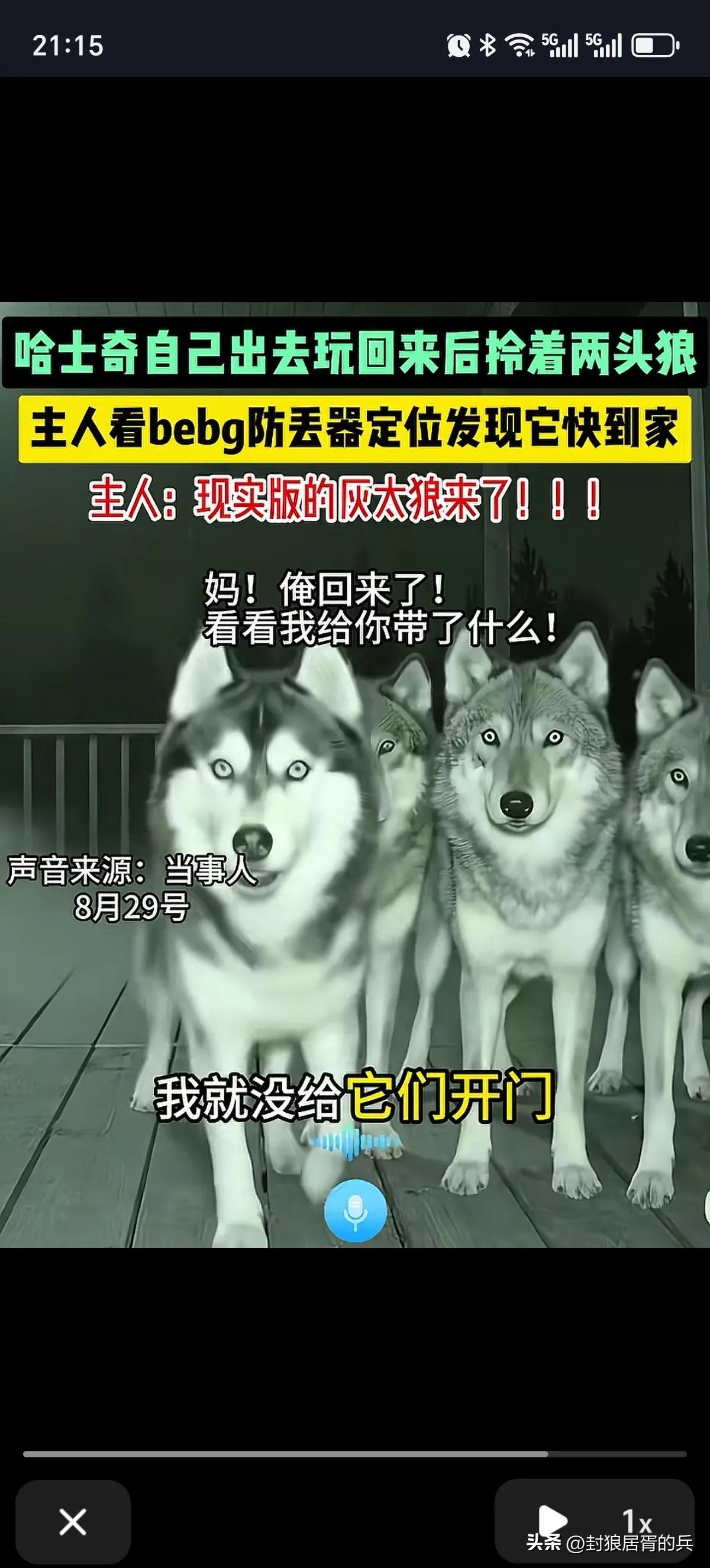 最近刷到一个视频，一只哈士奇跑出去玩，玩到半夜回来后，居然领了三只狼回家！
吓得