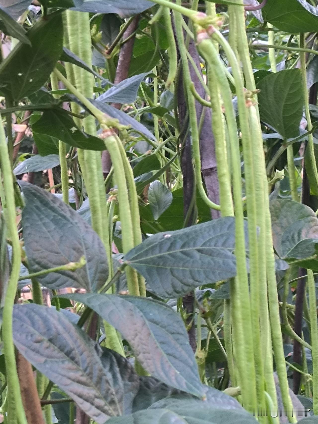 每日一图随手拍今年风调雨顺，长豆角结得密密麻麻的，都成豆角辫了。我种的时候也没有