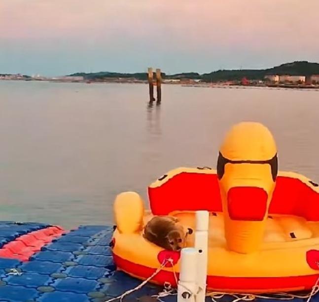 早上好啊，娜娜！清晨的五点钟，海豹娜娜就从它的大黄鸭子上，起床了！昨天晚上，看来