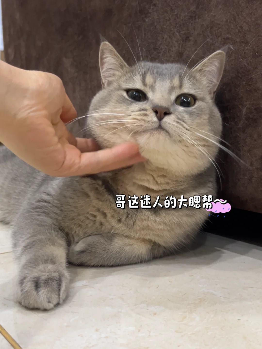 果然，养猫的尽头是养猪。