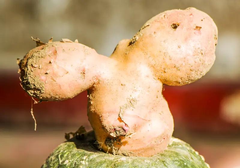 第一次见刚挖出的魔芋！土里的“丑疙瘩”竟是餐桌香饽饽，处理一步错就遭殃
 
家人