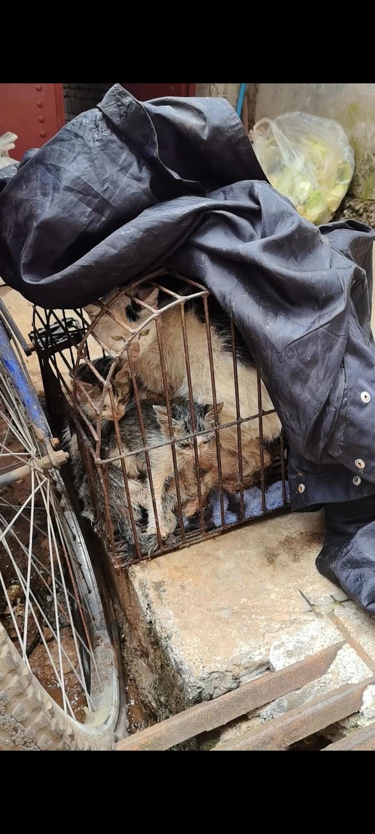 一家三口的流浪猫原本就生活在水深火热的世界里面，不成想他们又再一次经历了一段令自