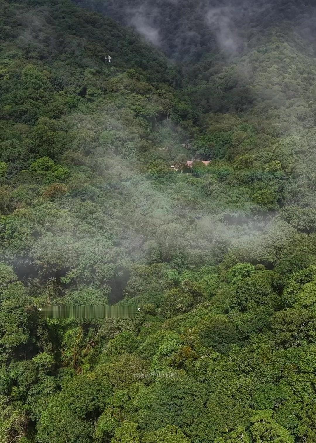 🌿哀牢山深处藏着一户人家，远远望去云雾缭绕，木质小屋几乎被翠绿的山林包裹，像是