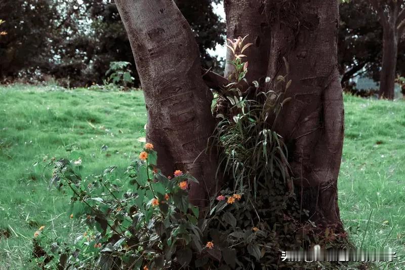 看到“树下花草密”这个上联，脑海中瞬间浮现出一幅生机勃勃的画面。那树下繁花簇拥、