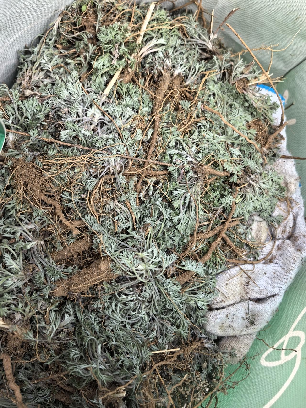 看看我今天挖了几样野菜！茵陈、荠菜、紫花地丁、图四是不是鸦葱我不能确定，图五野蒜