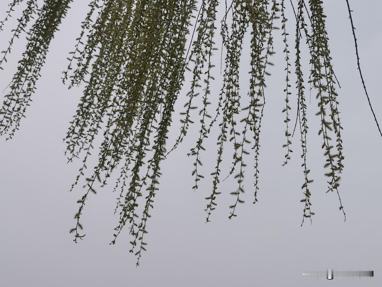 今年去了薛城区森林公园，沿着步道由北向南漫行，来到最南边人工湖边沿湖看柳，柳条在