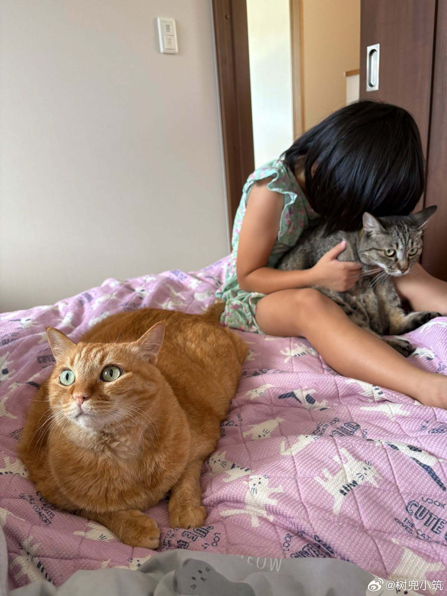 眼看马上就要轮到自己被吸了，而瑟瑟发抖的猫咪灰猫：很快就到你了橘猫：我什么都不知