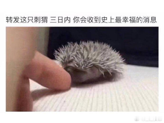 转发这只刺猬三日内你会收到史上最幸福的消息 