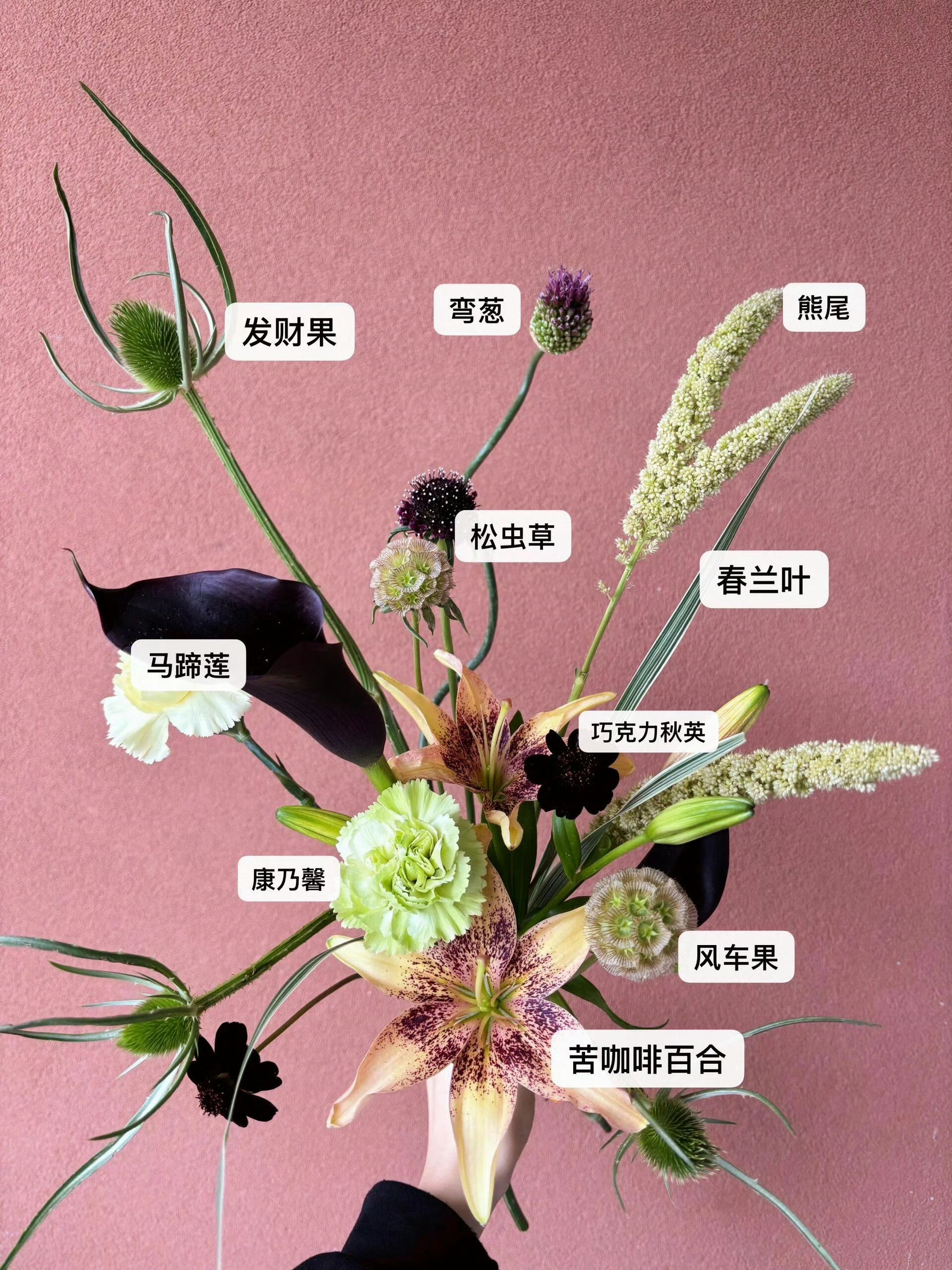 你可能见过但是不认识的花 ​ ​​​