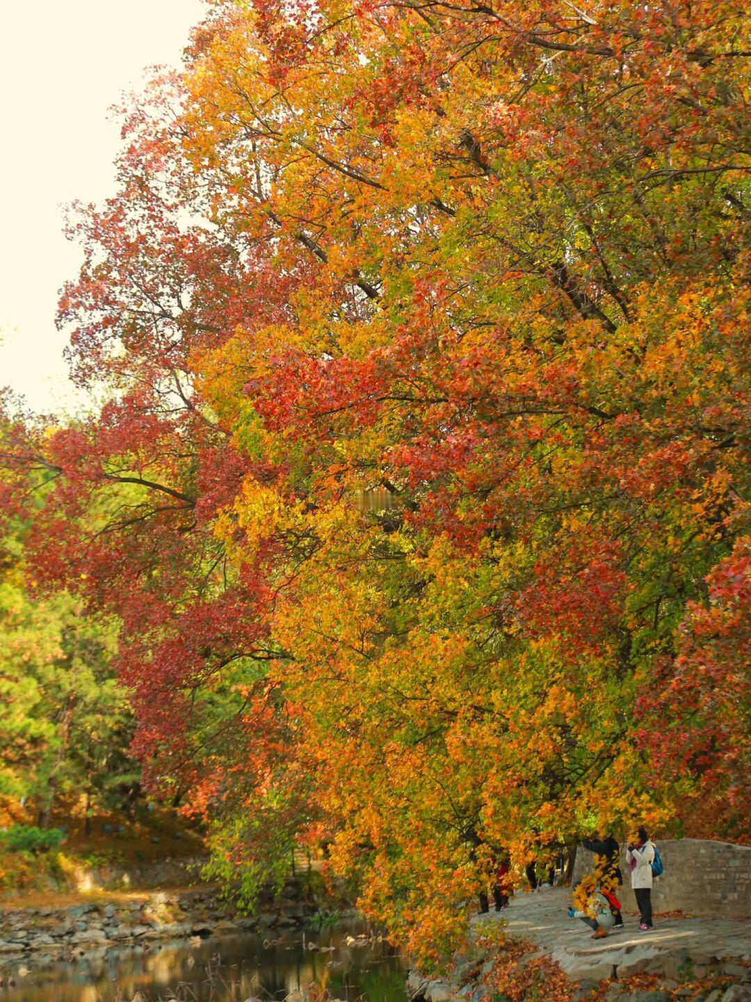 一张照片证明你去对了地方赏秋，最美11月🍁