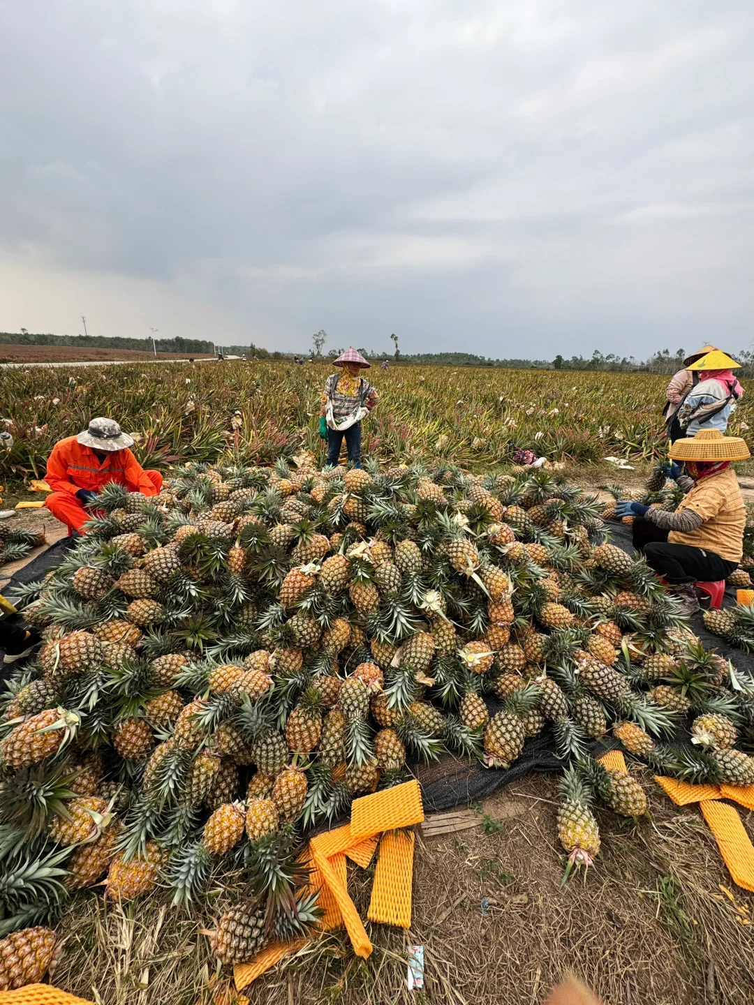 拒绝发一个催熟凤梨，每天都是摘树上熟的！