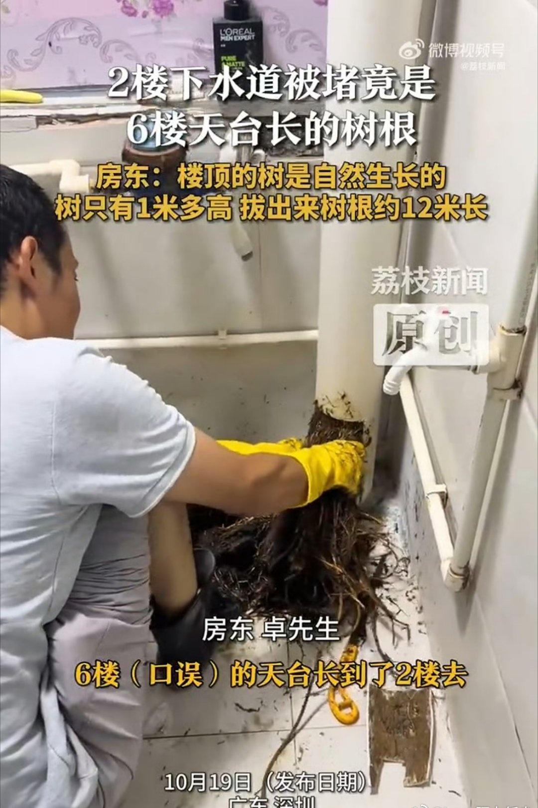 2楼下水道堵死竟掏出12米树根我去，好家伙，这么老长，生命力这么强吗……