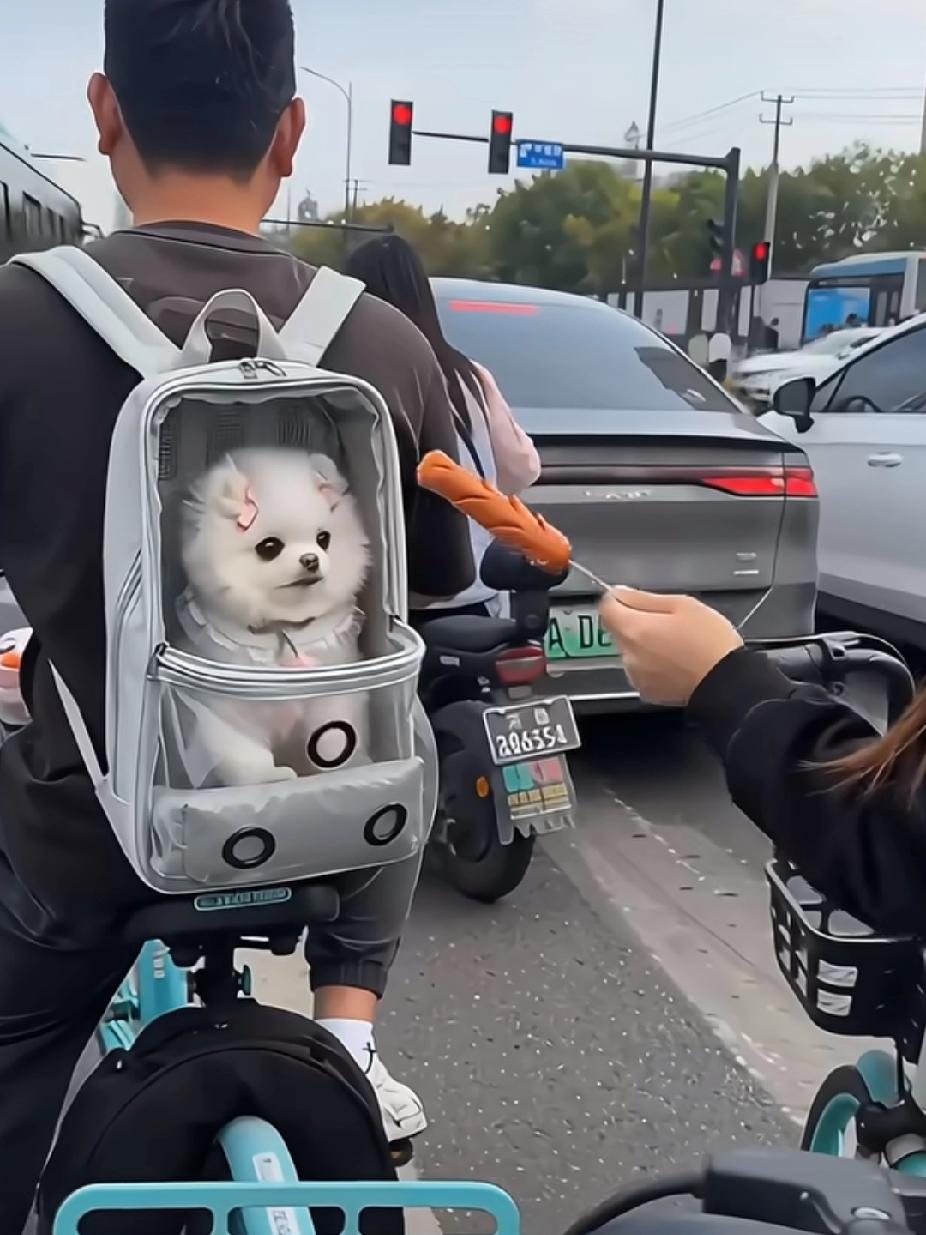 我主人就等个红灯而已，小姐姐你为啥诱惑我？