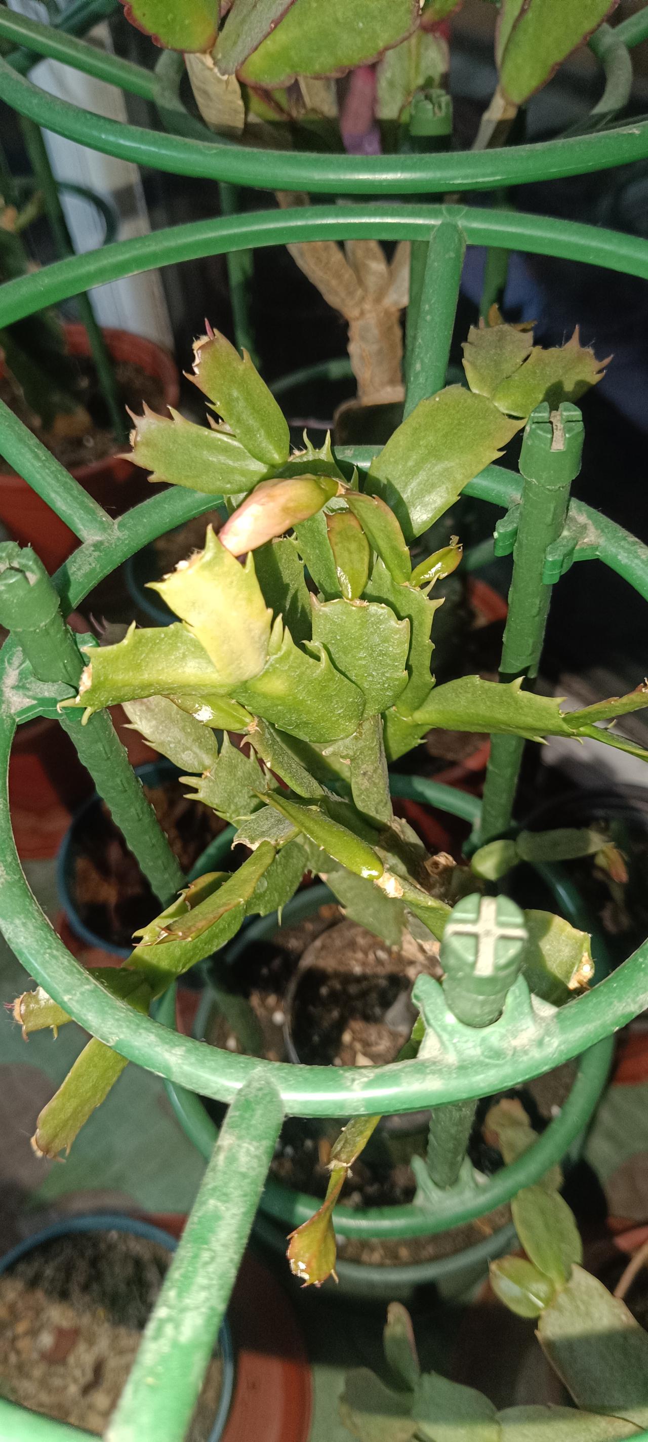 蟹爪兰十五个品种，没有多少叶片