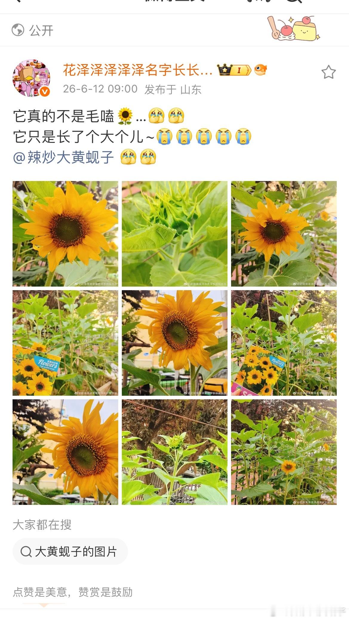 泽泽的宁小葵观察日记。泽泽：怎么光长个不开花我：参天大葵泽泽：终于开花了我：你这
