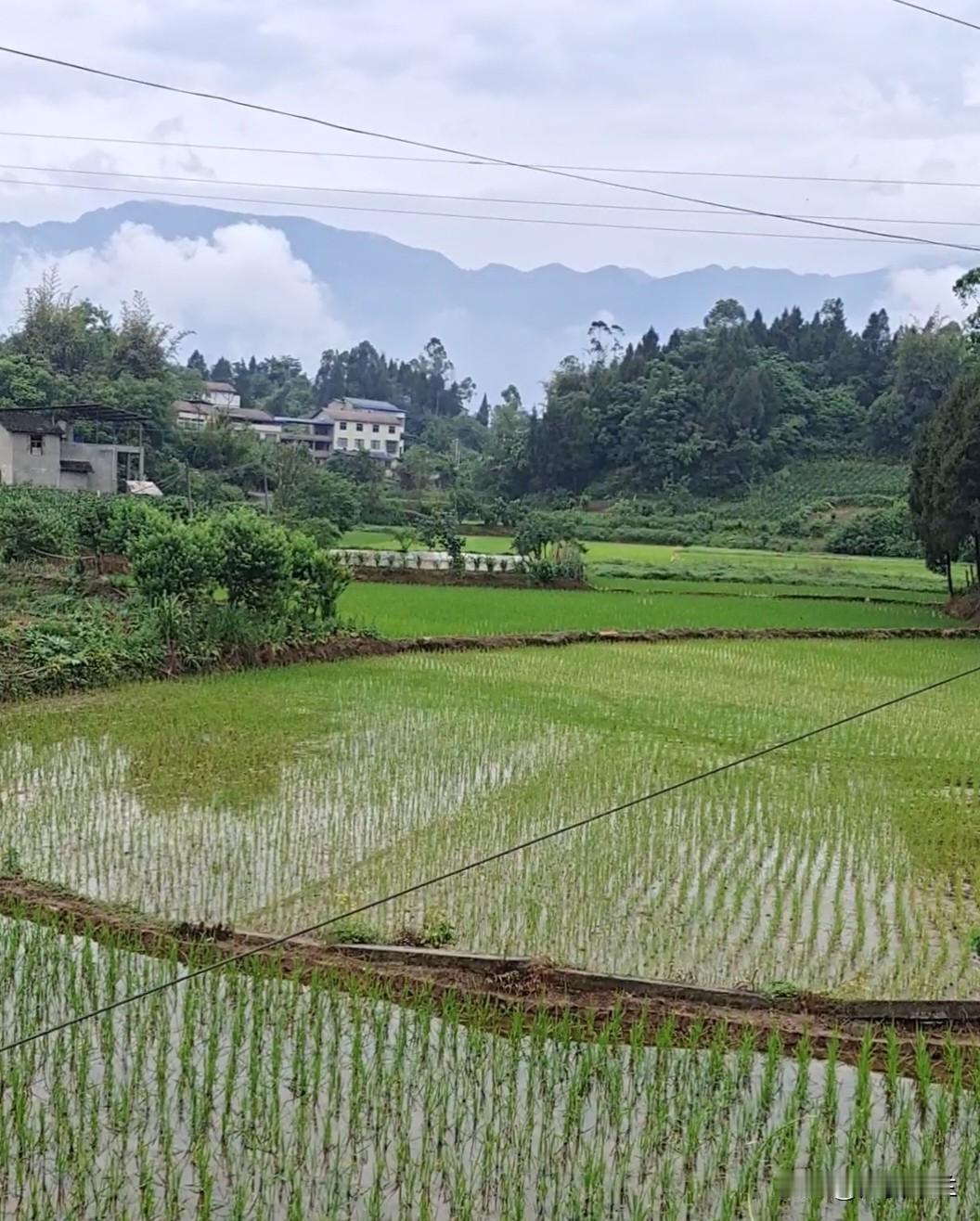 今天回村，又有人去世了，六十多岁。

他儿子前几年在工地意外去世了，那时他儿子才