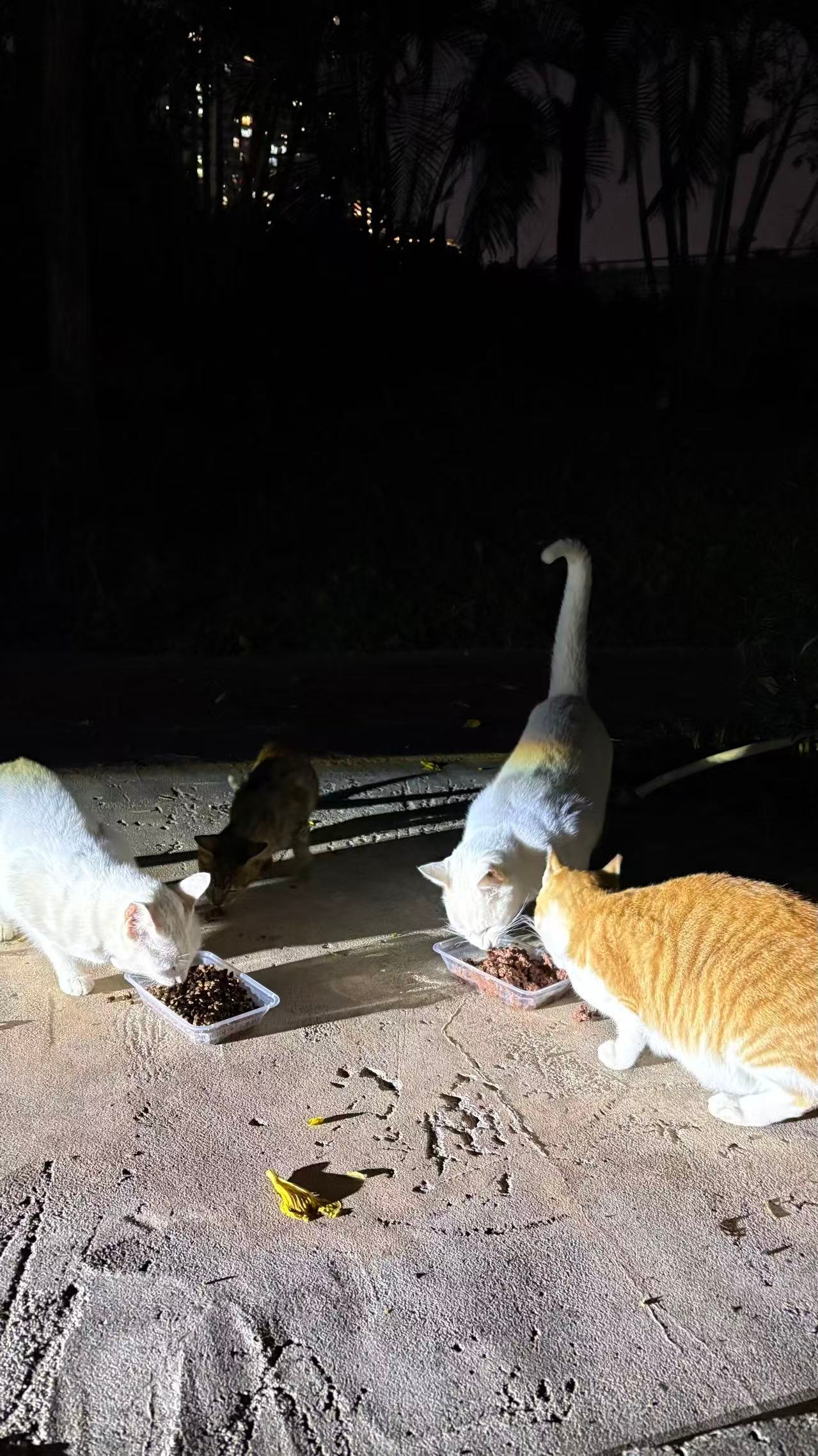上海数十万只流浪猫正在经历最难的夏天何止上海，整个广东也一样酷热难耐。除了记得给