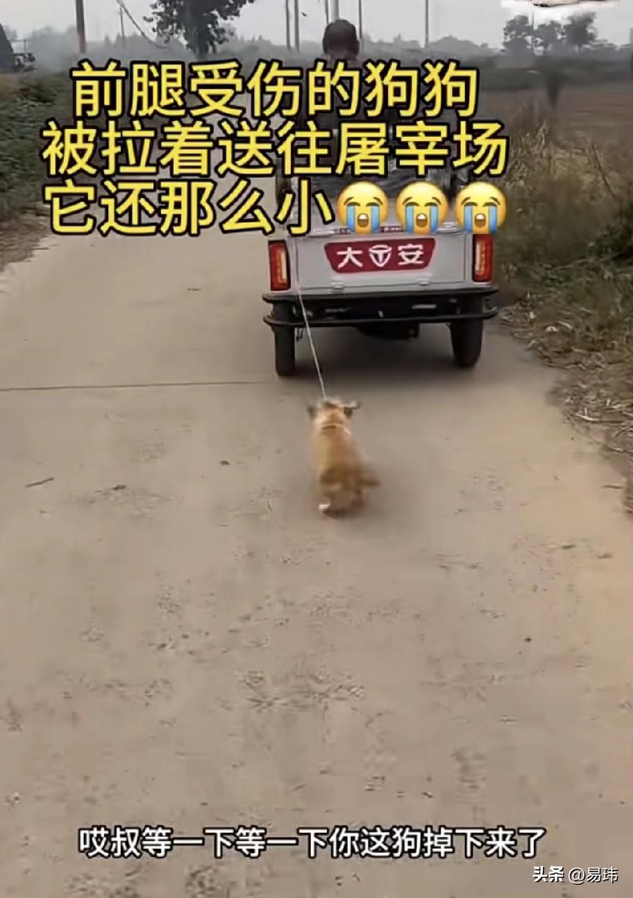 太残忍了！这天一位小哥哥去村里散步，当他走到一条小路上的时候，看到了前面一辆三轮