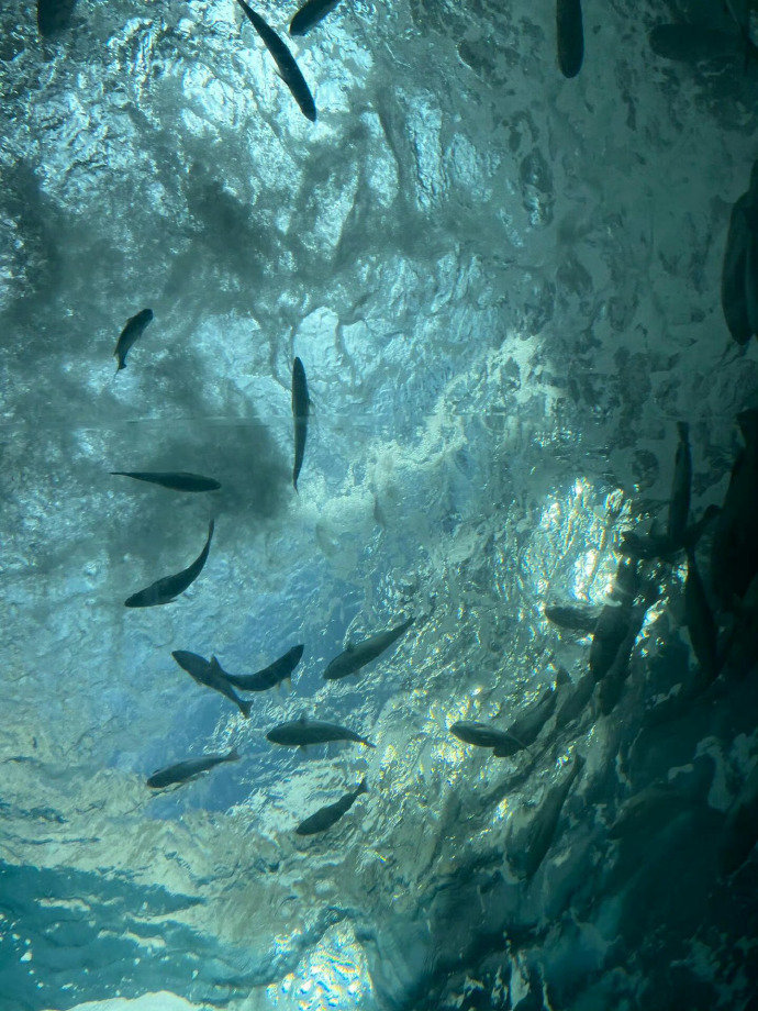 只剩七秒钟的记忆🐟  