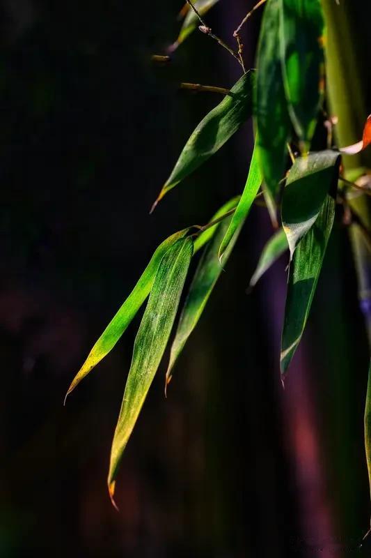 我这副原创对联“风梳竹韵脆，月印梅痕疏。横批：清居自得”，自我感觉还挺妙。风好像