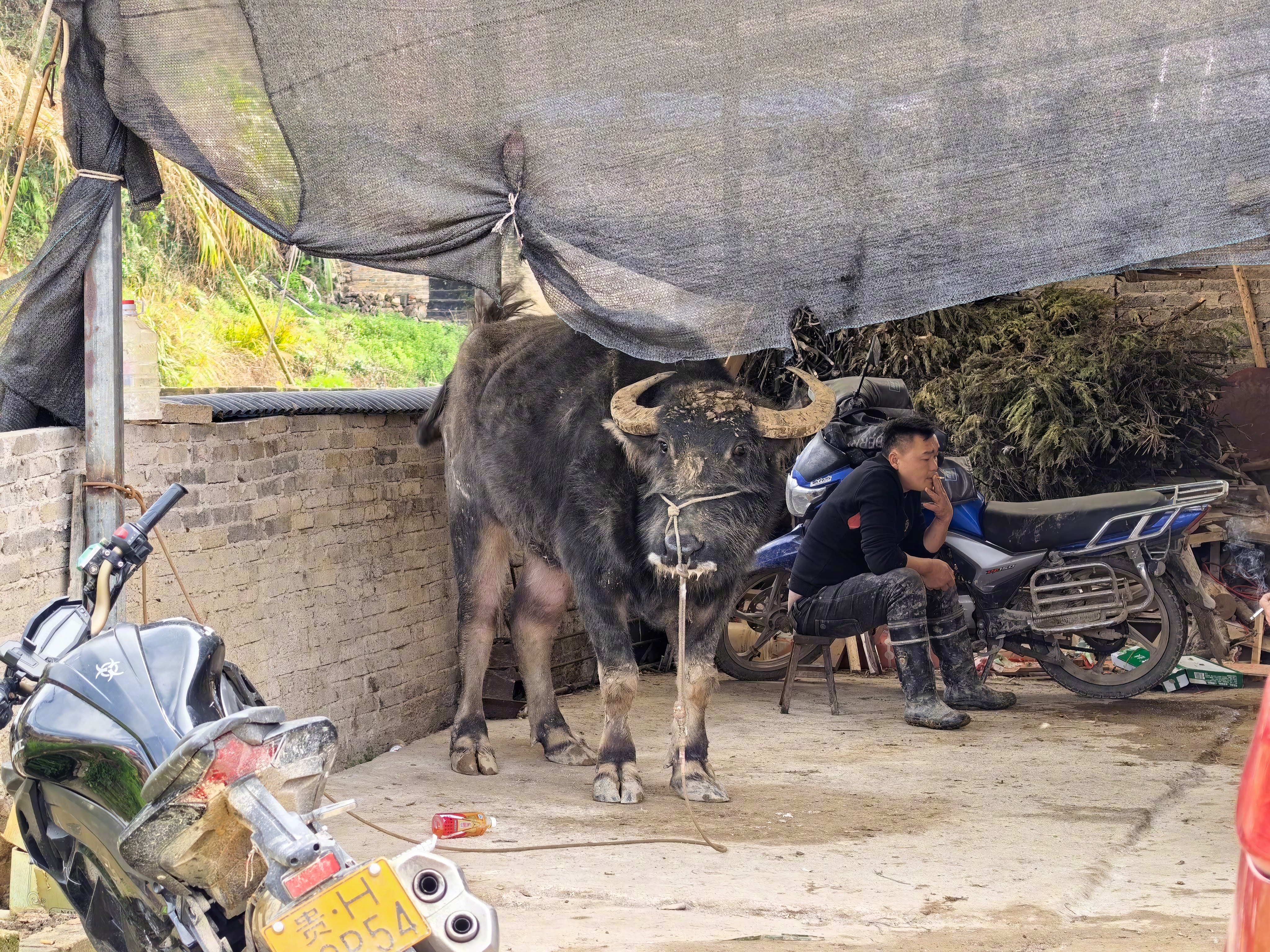 一会儿看贵州斗牛，贵州斗牛超级碗，古贵州斗兽场。牛逼！ 