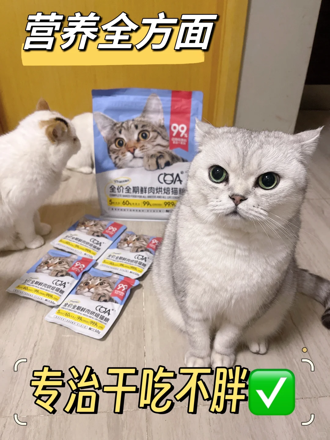 专治干吃不胖的小猫咪