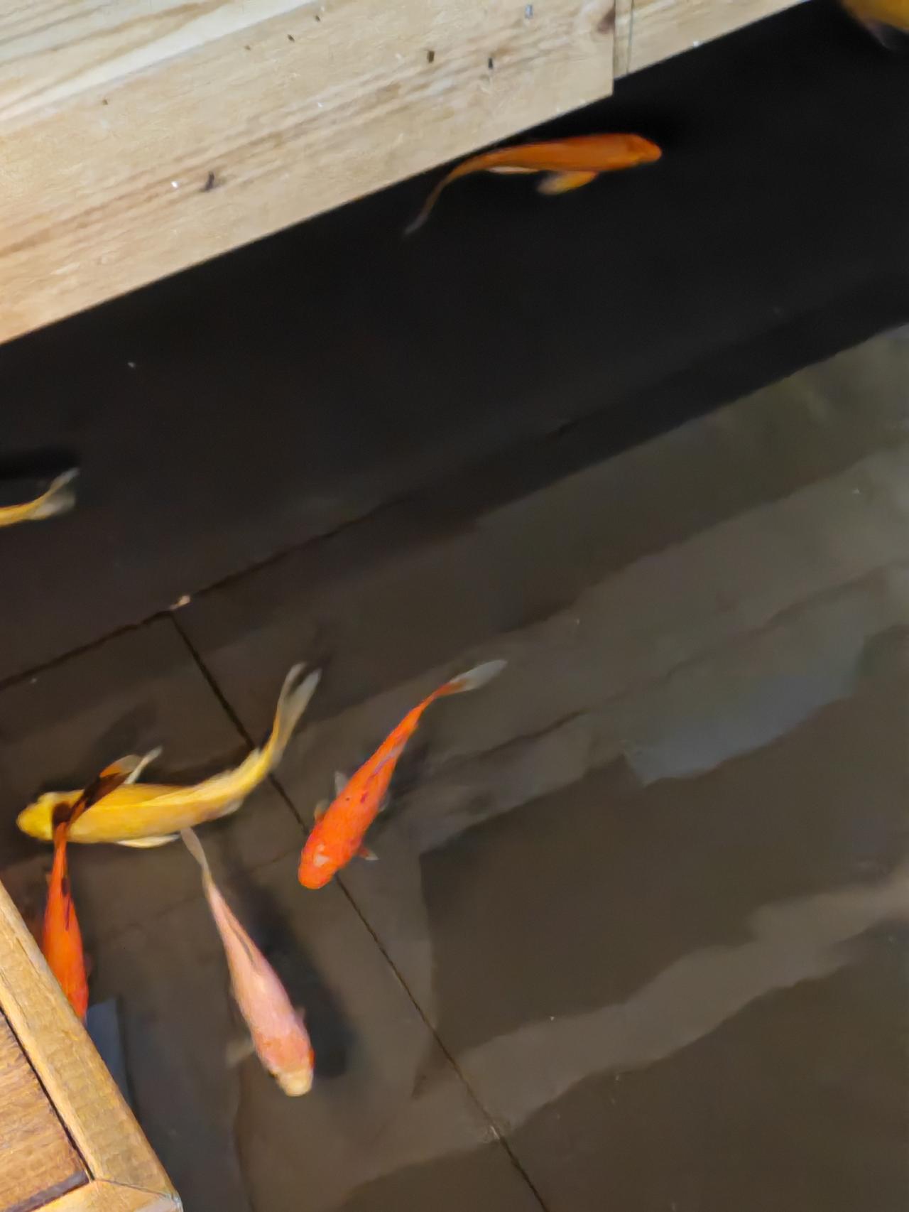 集卡领红包路过汉街一家茶室，门口水池里几尾小金鱼十分可爱。