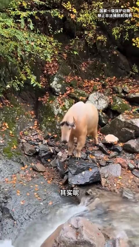 你看见一只牛犊子挡你路时，千万别好奇的去靠近它，因为在你不长眼的地方，它的妈妈可