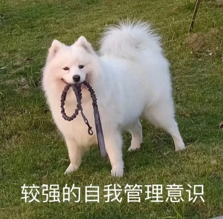 每次充电玩手机，都感觉自己像被绳拴住的狗 ​​​