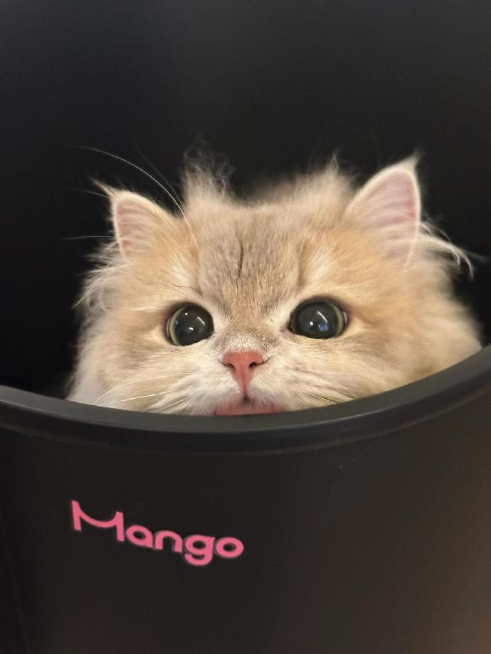 人类不能没有小猫～ 🐱 