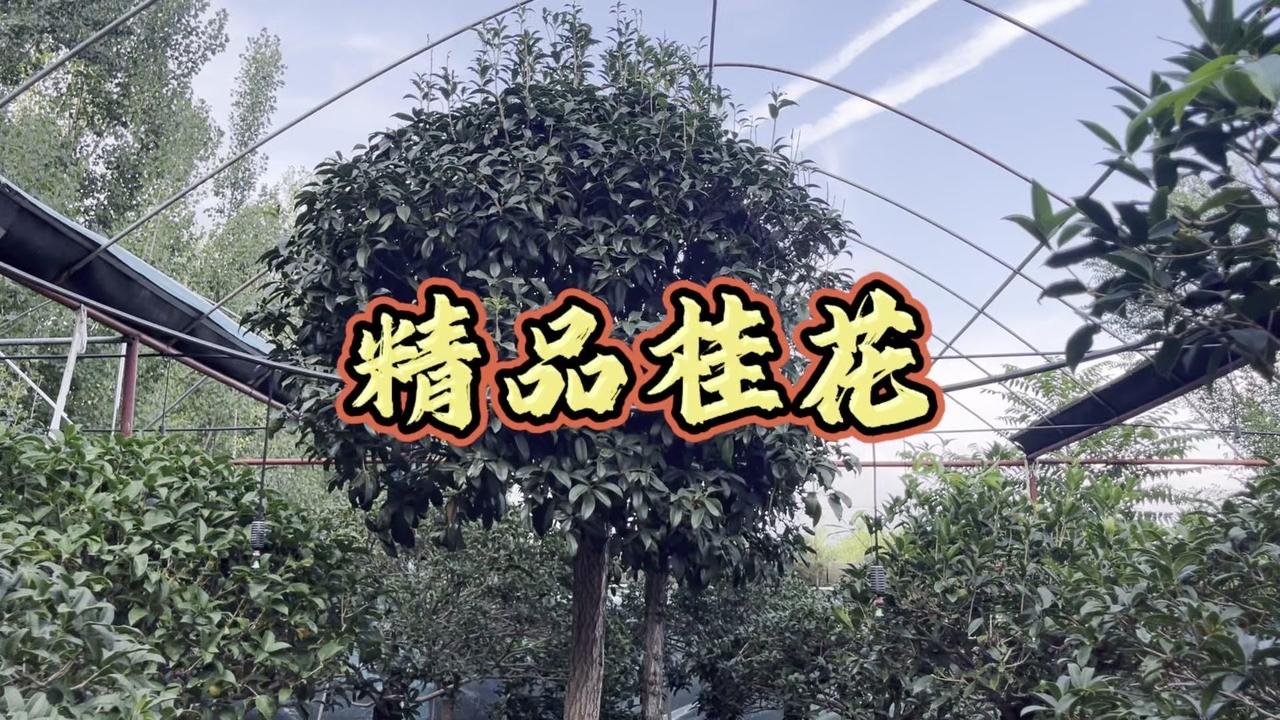 庭院桂花品种大盘点，你都认识几种？🏡走进桂花园，第一眼就是满院的好品种。这里种