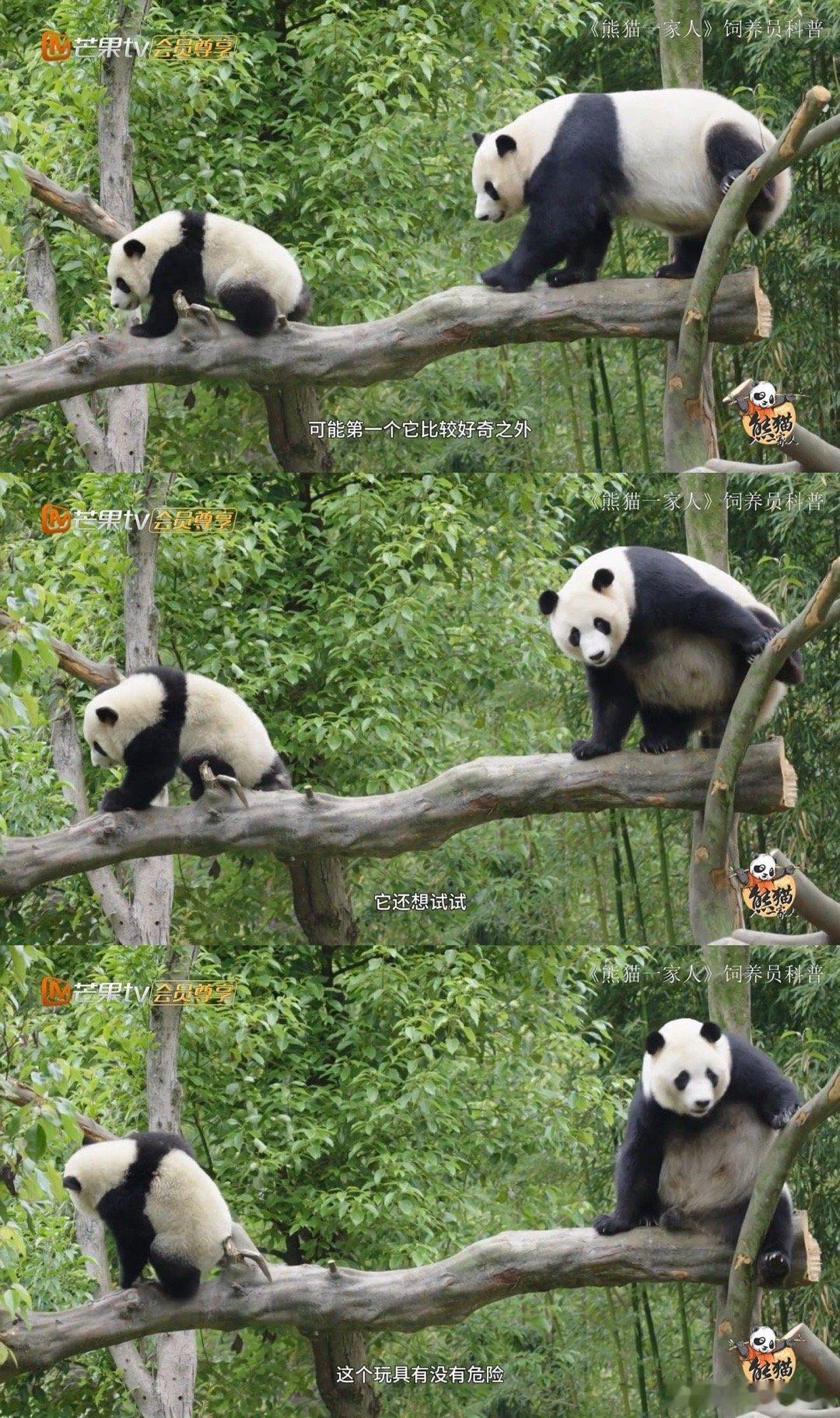 #大熊猫蕊蕊带娃主打一个松弛感#蕊蕊带娃给我们带来了非常多的欢乐，感觉也是主打一