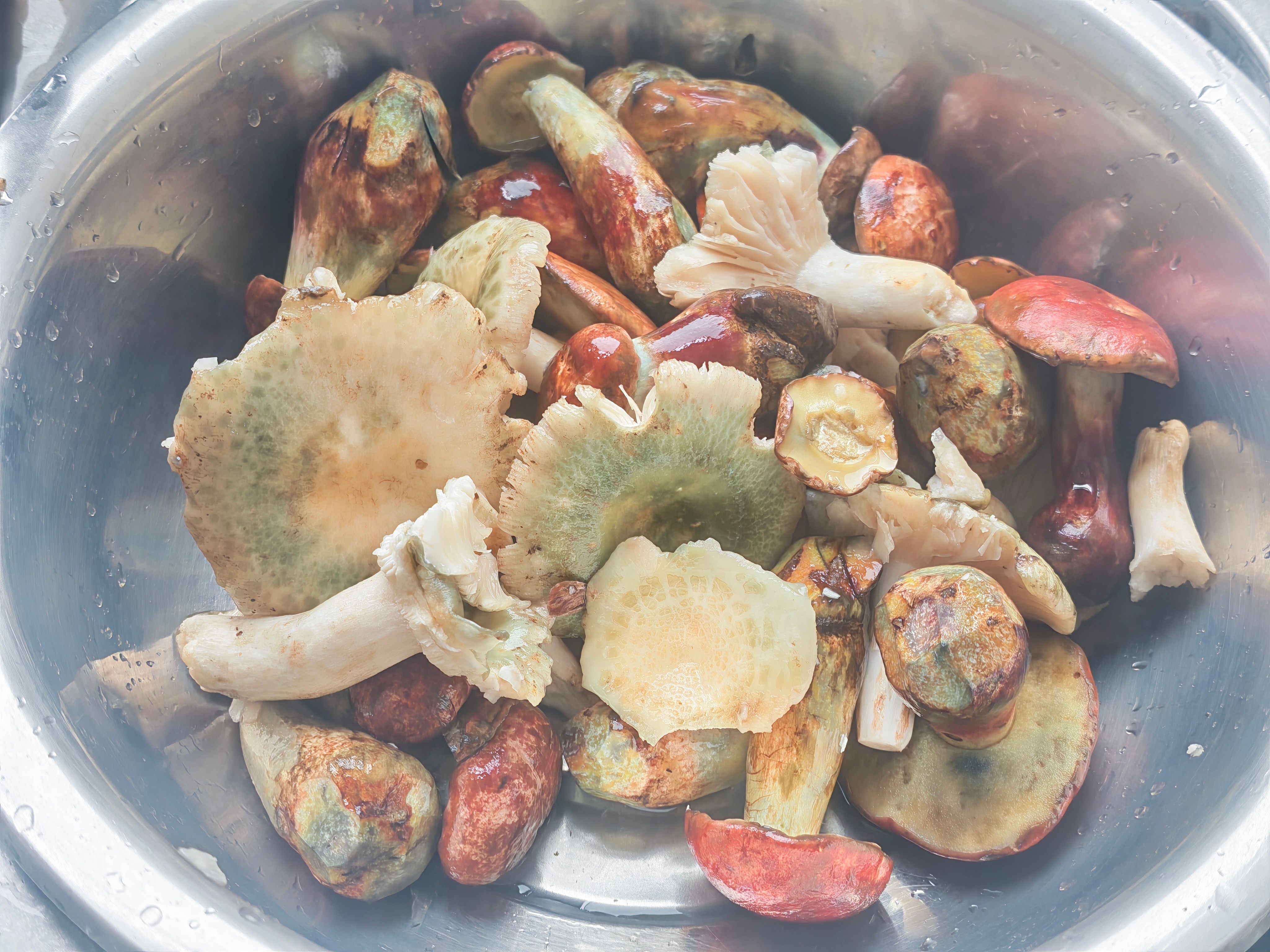 不能去捡蘑菇，我就买试毒大会开始